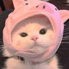 cat 1