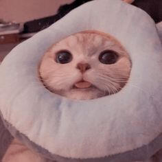 cat 7