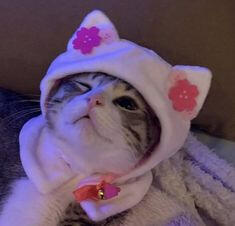 cat 2
