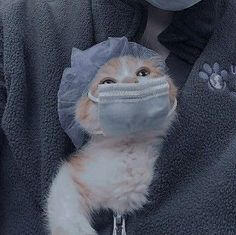 cat 5