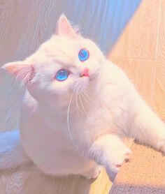 cat 3