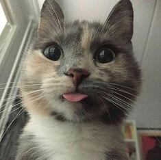 cat 4
