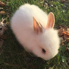 bunny 5