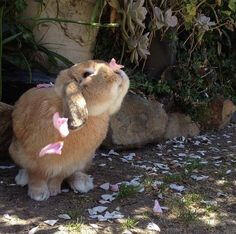 bunny 7