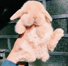 bunny 3