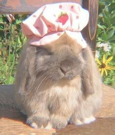 bunny 2