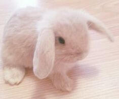 bunny 4