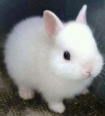bunny 1
