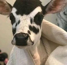 cow 2