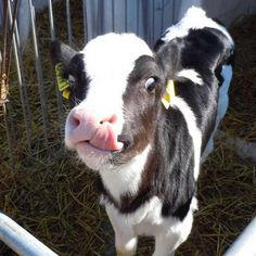 cow 4