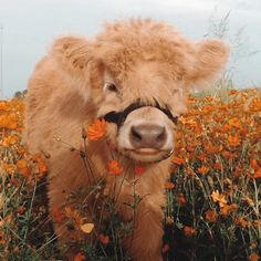 cow 1
