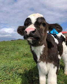 cow 5