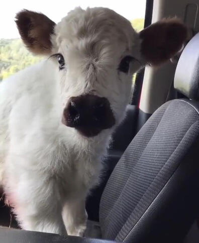 cow 6