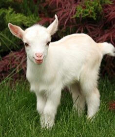 goat 6