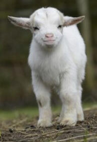 goat 3
