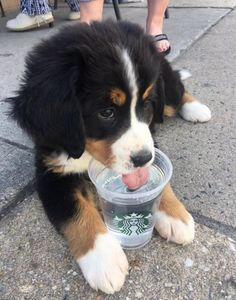 puppi 7