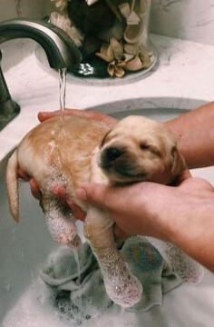 puppi 1