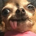 puppi 4