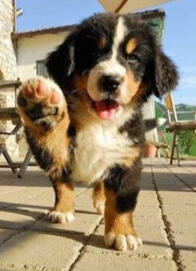 puppi 6
