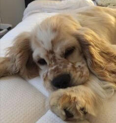 puppi 2